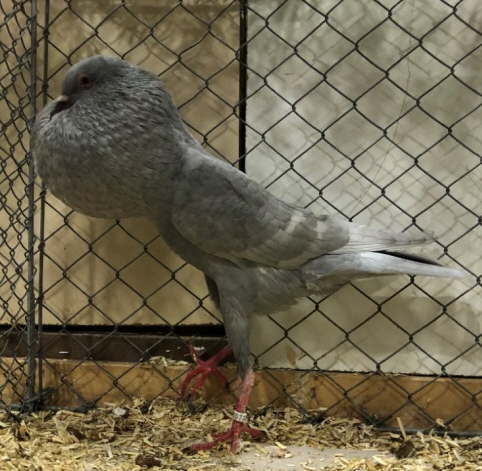 Silber - Wei�bindig 2