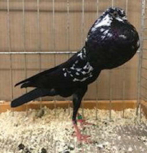 Taube- schwarztiger -1 -hp