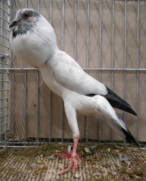 VDT 2017, Blaustorch