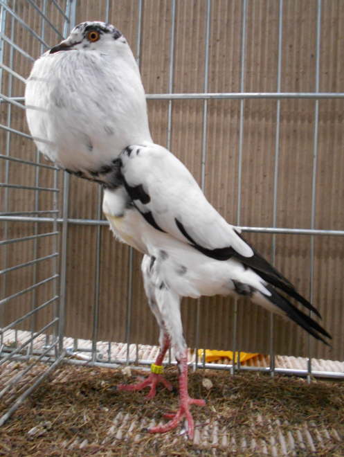 VDT 2017, Schwarzstorch