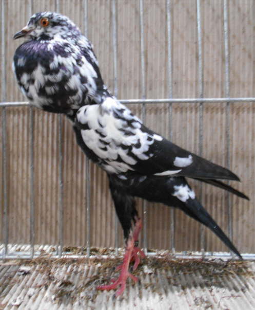 VDT 2017, Schwarztiger