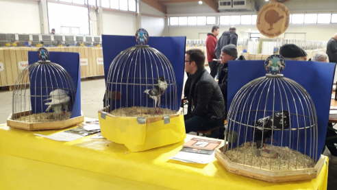 VDT Kassel - Glockenk�fige hp