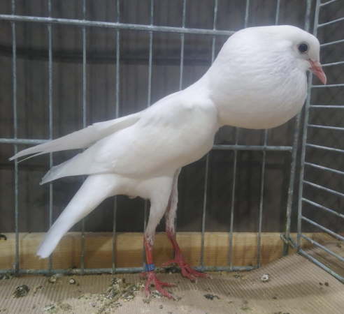 VDT Kassel 2018 - wei� - hp