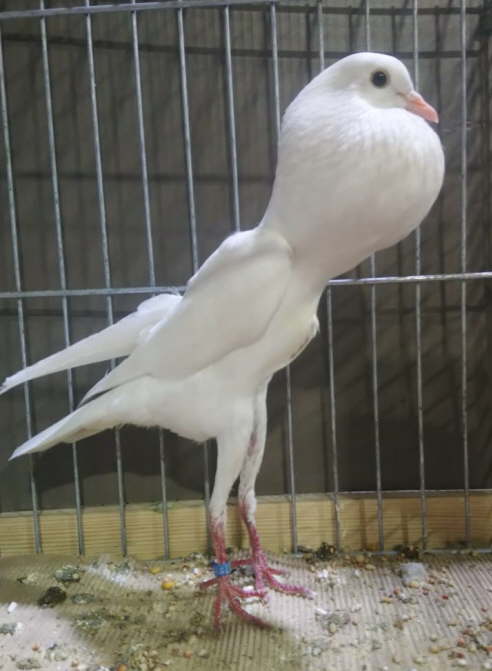 VDT Kassel 2018 - wei�, 2 - hp