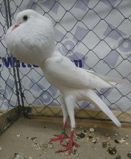 Wei�_Dieter M�ller - 2 - hp