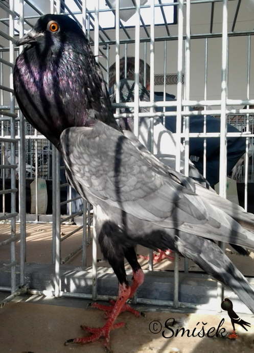 andalusk� 0,1 Mandov�a