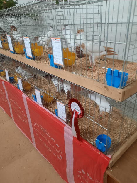 auf der Ausstellung - Tiere -2