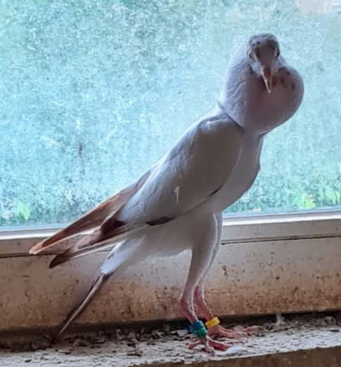 bei Manfred M�ller_Juni