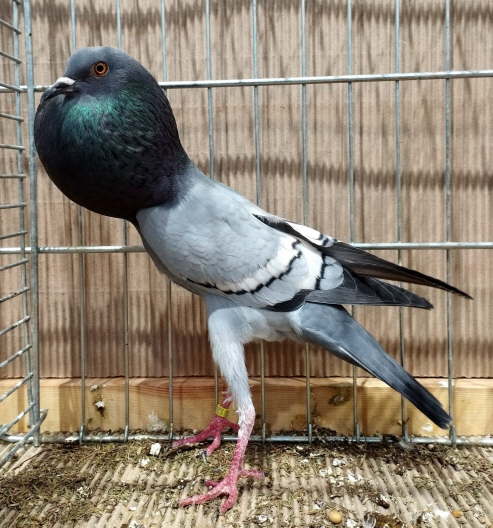 blau mit wei�en  binden