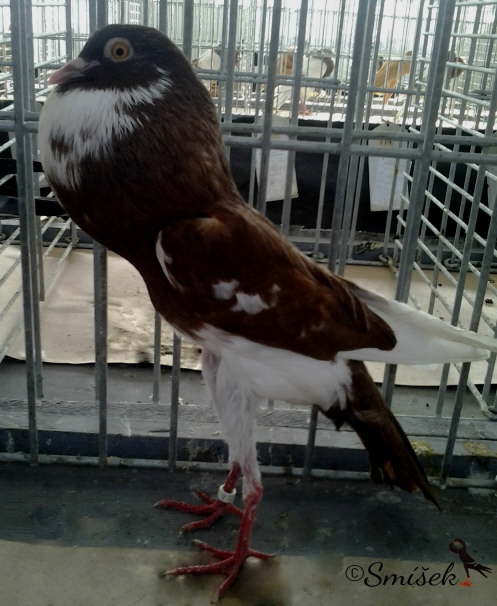 erven� srdcov� 0,1 Siller a