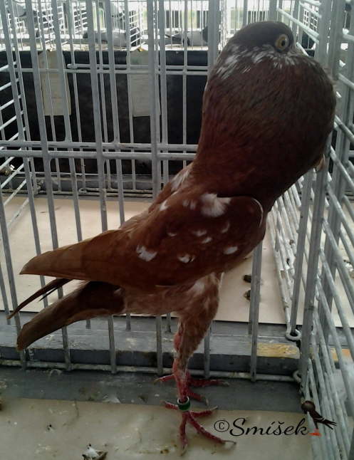 erven� tygr 1,0 Vesel� a