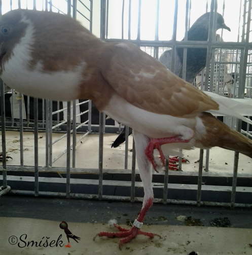 lut� srdcov� 0,1 Siller a