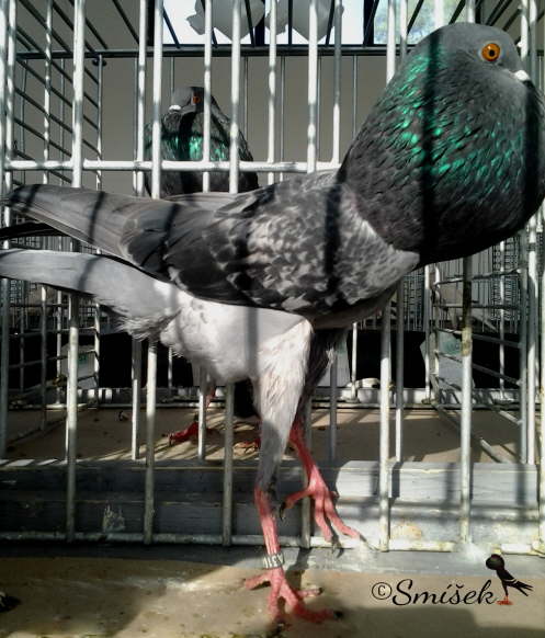 modr� kaprat� 0,1 Dost�l a