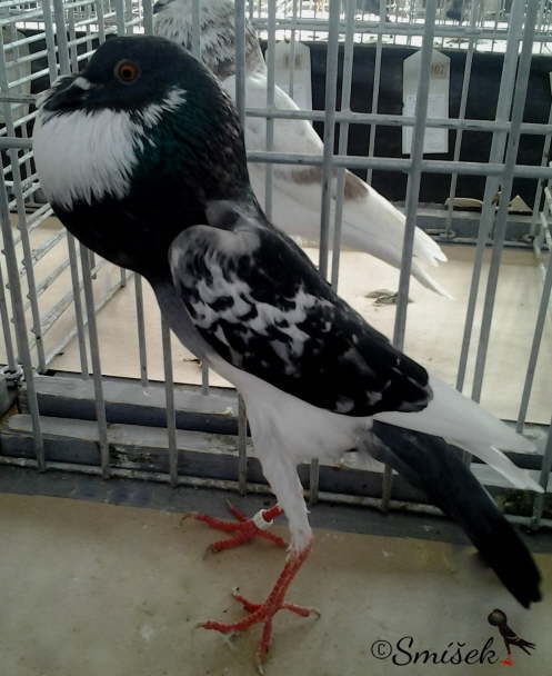 modr� kaprat� srdcov� 0,1 Siller a