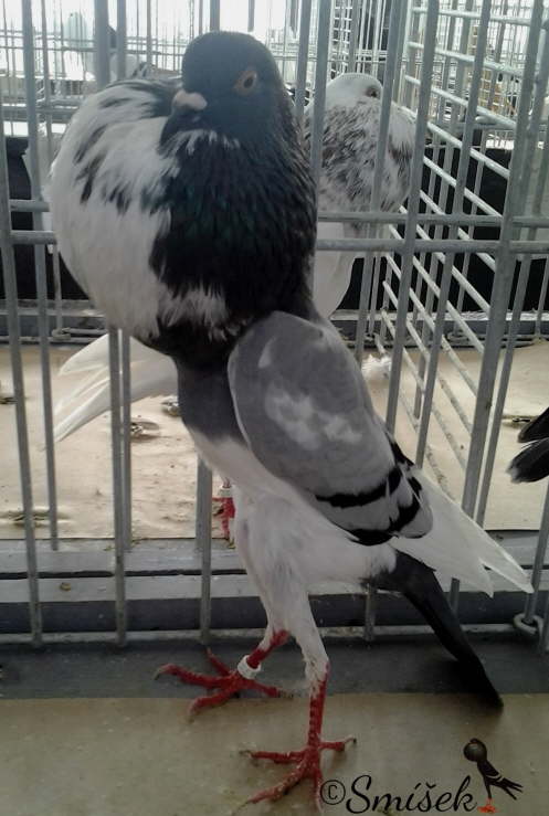 modr� srdcov� 0,1 Siller a