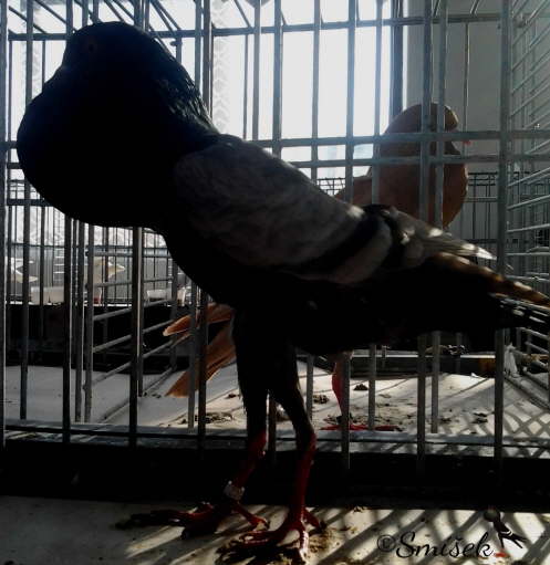 stríbřitá 0,1 Ludvík a