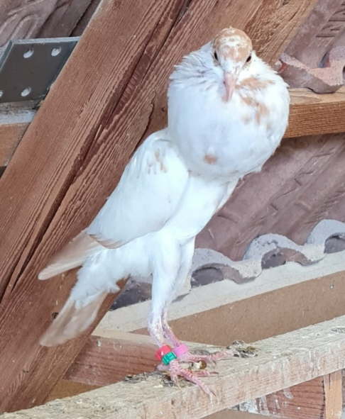 von Manfred M�ller - Juni